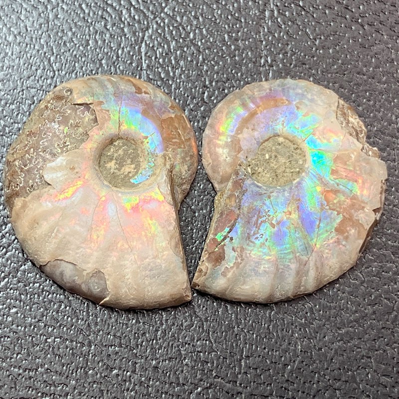 アンモナイトペア　M  No,4054