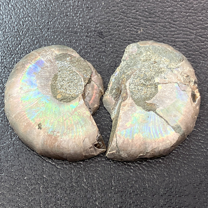 アンモナイトペア　M  No,4055