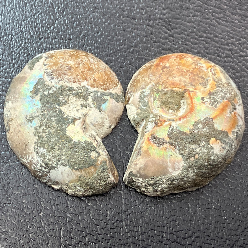 アンモナイトペア　M  No,4056