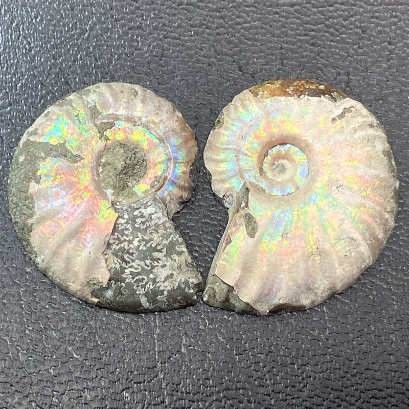 アンモナイトペア　M  No,4057