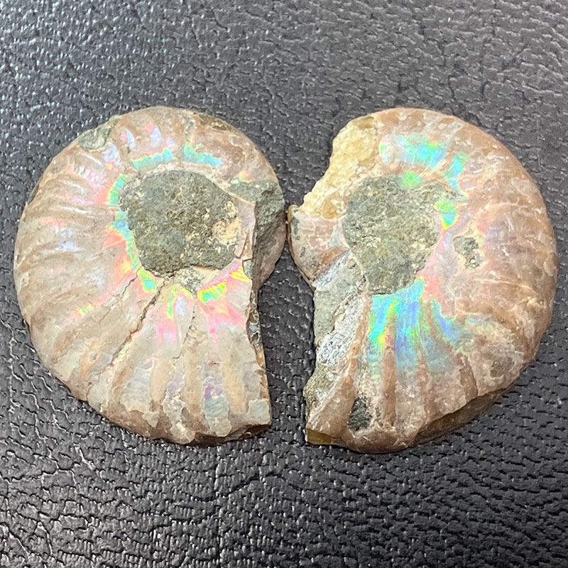 アンモナイトペア　M  No,4058