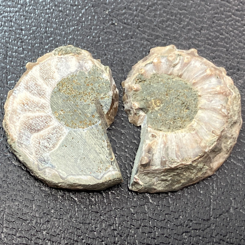 アンモナイトペア　M  No,4059