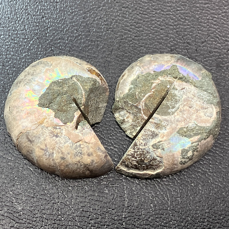 アンモナイトペア　M  No,4060