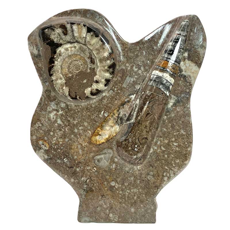 アンモナイトオルソセラス（15cm）No,6366