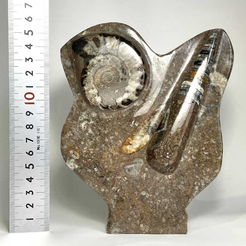 アンモナイトオルソセラス（15cm）No,6366｜原石 | 天然石