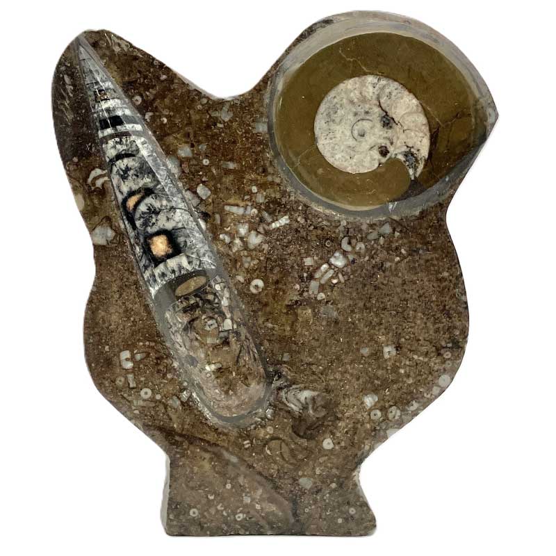 アンモナイトオルソセラス（15cm）No,6367